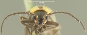 Media type: image;   Entomology 3390 Aspect: head frontal view 3